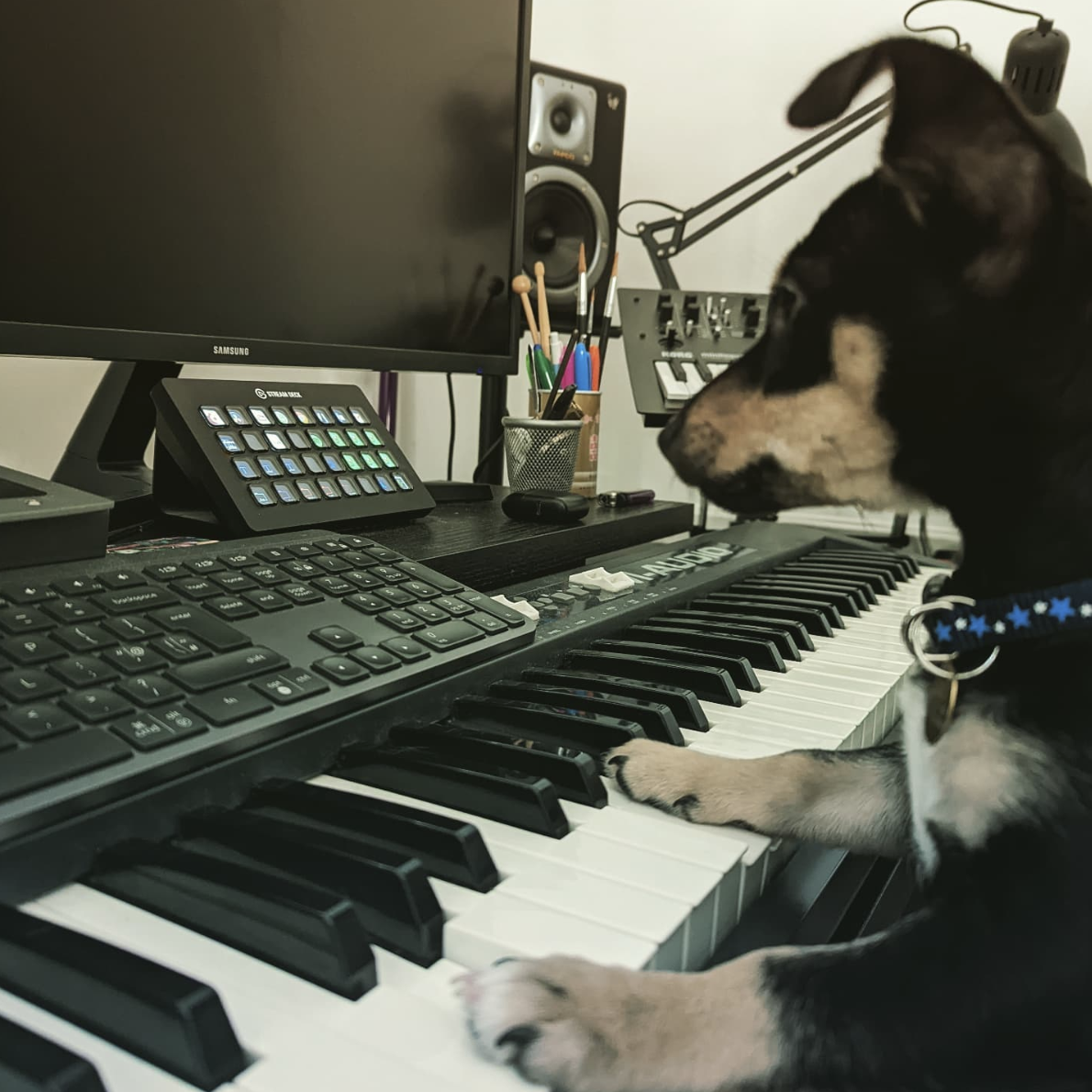 Dog positioned like it's playing a piano at Sam Paul toms' studio